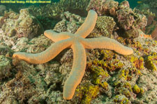 sea star